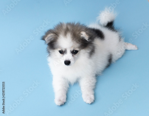 Cute baby pomeranian dog on light blue background for pet health care concept, selective focus photo