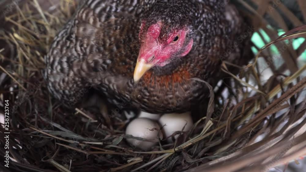 Hen Hatching Eggs in Straw Nest