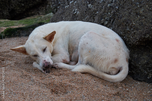 Dog in the sand on the beach of Tynland © Ilya L