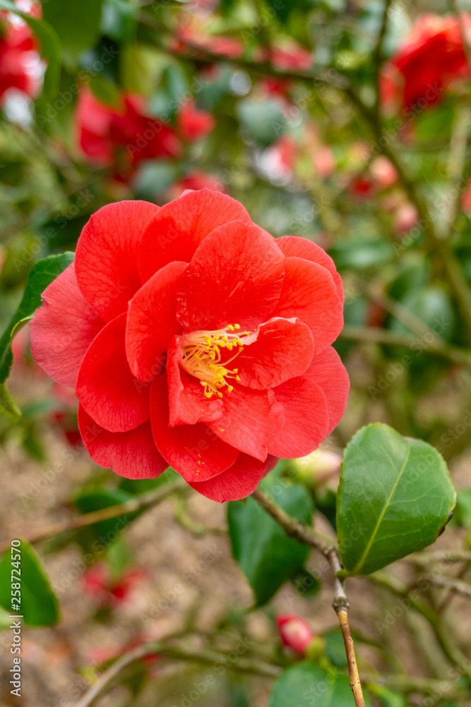 Rote Kamelie (Camellia japonica) im März. Blühende Kamelie. Kamelien im Frühling.