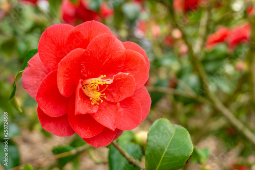 Rote Kamelie (Camellia japonica) im März. Blühende Kamelie. Kamelien im Frühling.