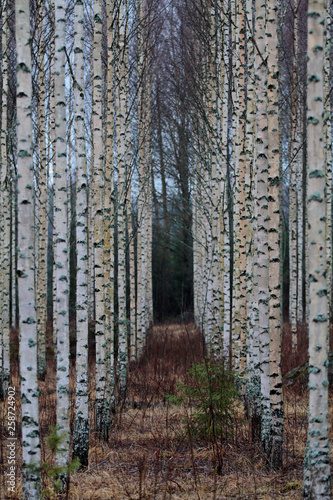 Rows and lines of planted birch forest in late autumn day.  Getting closer to polar night