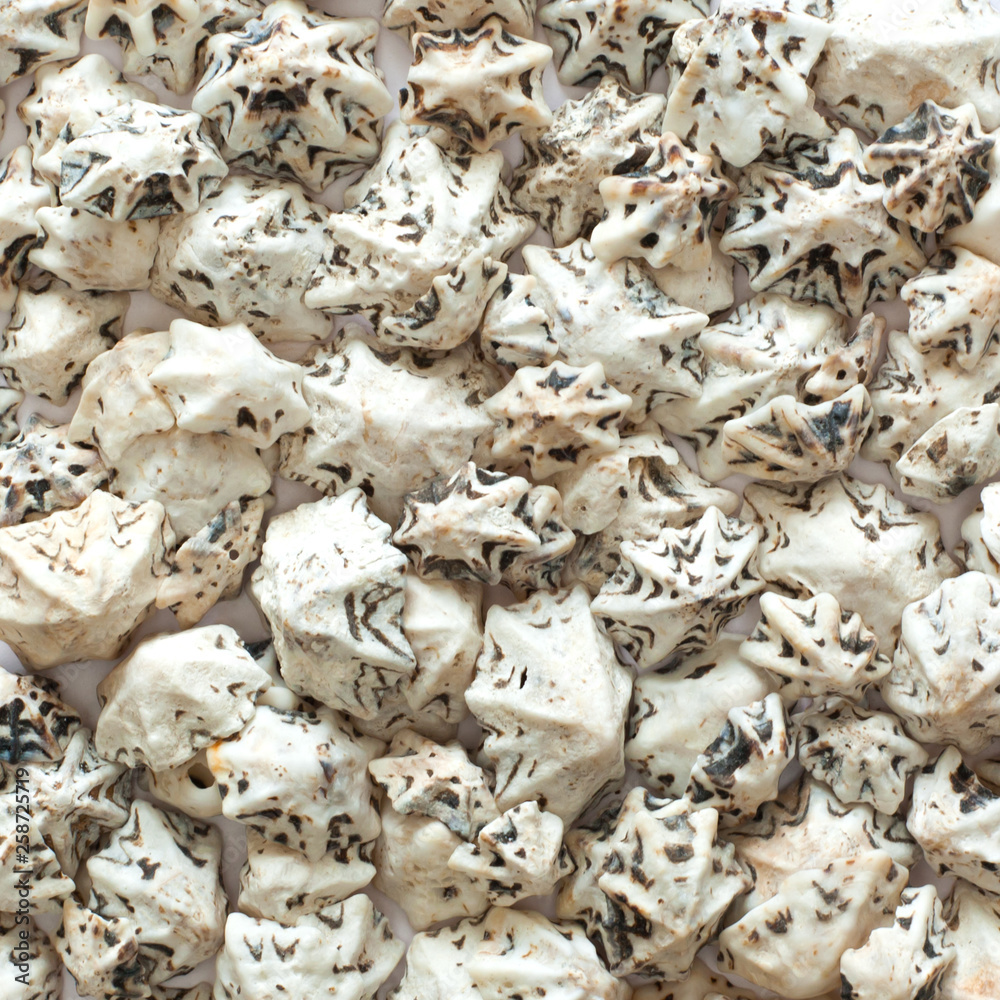 Various sea shells as background Various sea shells as background