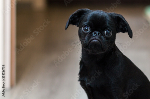 Puppy Petit Brabancon black in color. Little dog. Selective focus.