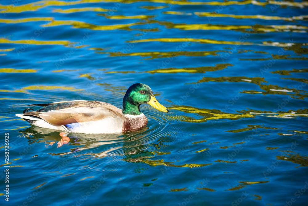 Fototapeta premium Birds and animals in wildlife. Amazing mallard duck swims in lake or river with blue water under sunlight landscape. Closeup perspective of funny duck