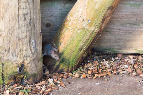 house mouse (Mus musculus) looking for food in urban environment