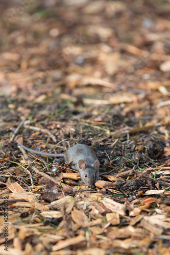 house mouse (Mus musculus) looking for food in urban environment