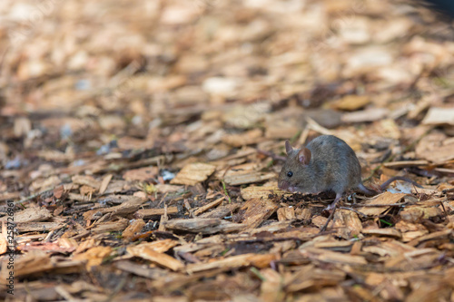 house mouse (Mus musculus) looking for food in urban environment