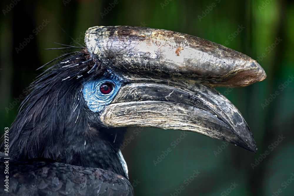 Black-casqued hornbill or black-casqued wattled hornbill . Latin name -  Ceratogymna atrata Stock Photo | Adobe Stock