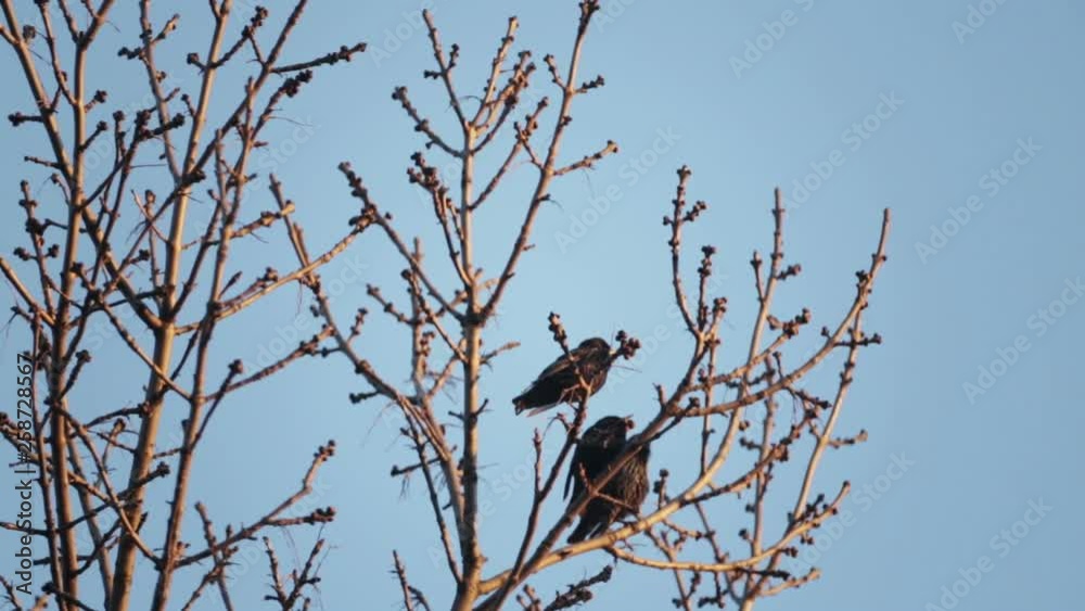 Starlings sit on a tree and then fly away. European bird Sroc sits on the branches of a tree. Starlings sit on a tree and then fly away. European bird Sroc sits on the branches of a tree.