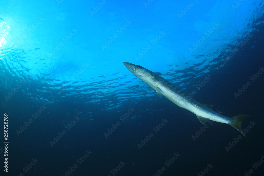 Obraz premium Barracuda fish