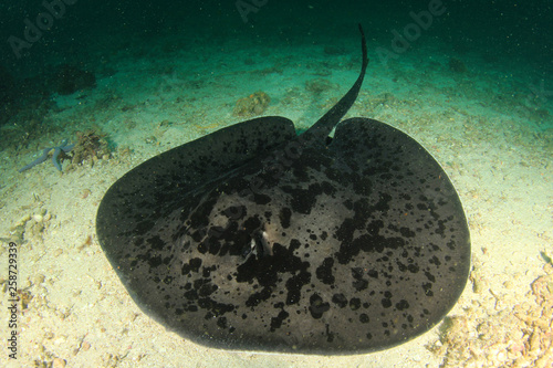 Marbled Ray 