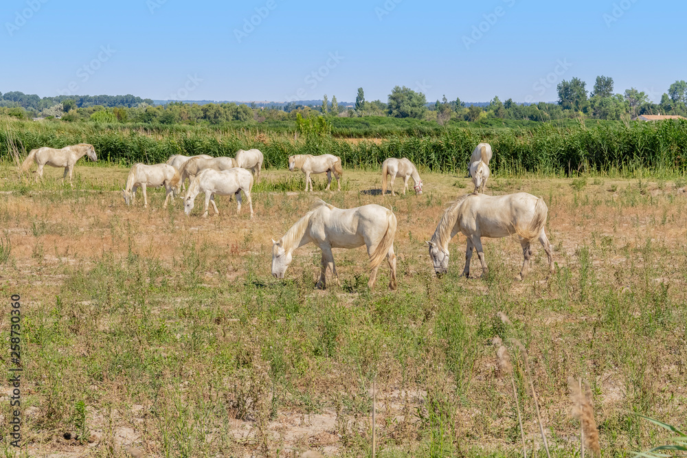 Obraz premium Camargue horses