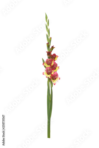 Inflorescence of gladiolus with colorful flowers isolated on white background.