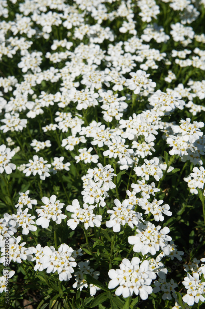 Iberis amara or bitter candytuft many white flowers vertical Iberis amara or bitter candytuft many white flowers vertical