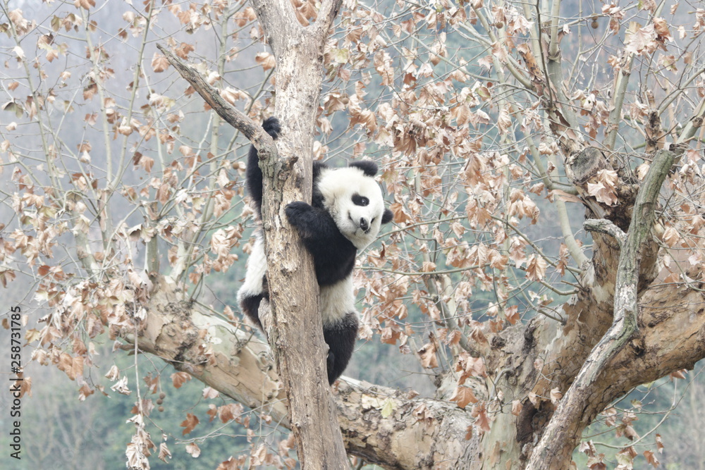 Obraz premium Selected Focus of Giant Panda on the Tree, Chengdu, China