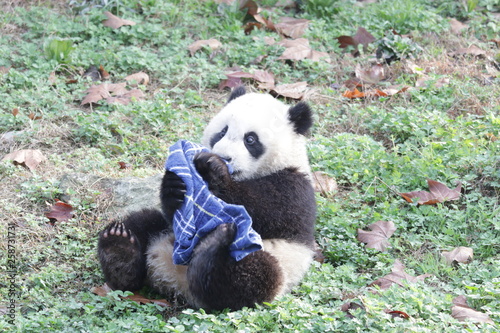Fototapeta Naklejka Na Ścianę i Meble -  Little Baby Panda is Happy Playing with towel