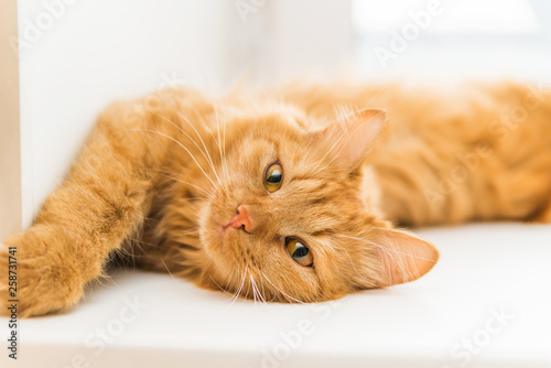 red cat, cute pet lying and looking at the camera, beautiful cat resting