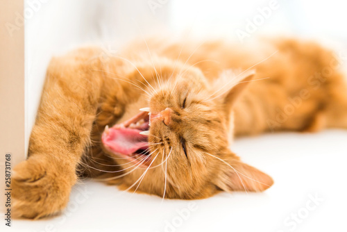 red cat yawns, cat mouth close-up, fangs and teeth
