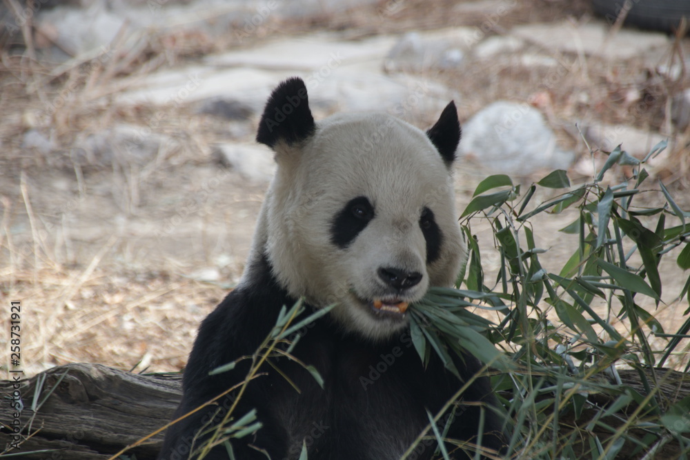 Fototapeta premium Giant Panda in Beijing, Eating Bamboo Leaves, China
