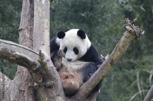 Fototapeta Naklejka Na Ścianę i Meble -  Funny Pose of Giant Panda on the Tree, China