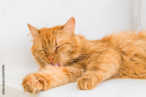 orange ginger cat licks his paws and licks the hair, washes himself