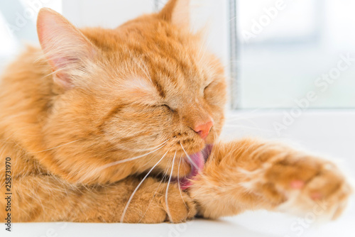 red cat licks his paws and licks the hair, washes himself