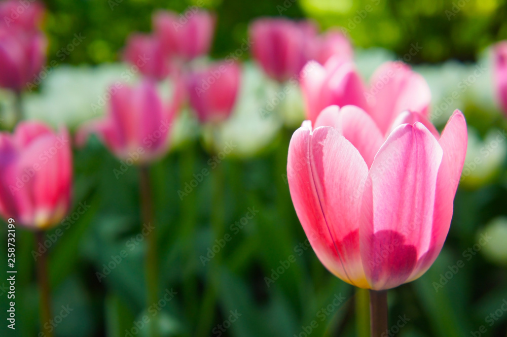 Pink tulip flower head with blurred background Pink tulip flower head with blurred background
