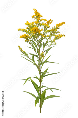 Twig of a blossoming goldenrod isolated on a white background. photo