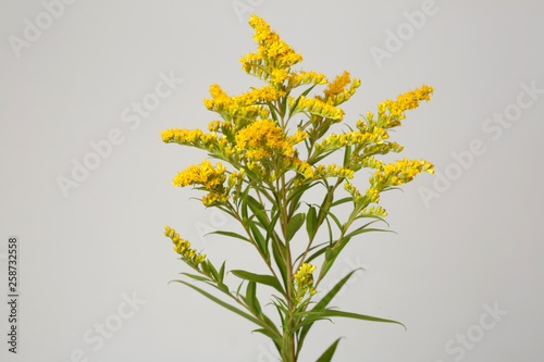 Twig of a blossoming goldenrod isolated on a gray background.