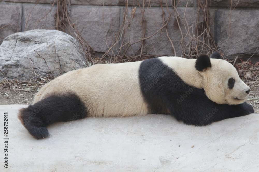 Obraz premium Sleeping Panda on the Ground, China