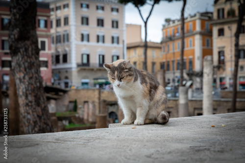 Chat des les rues de Rome en Italie