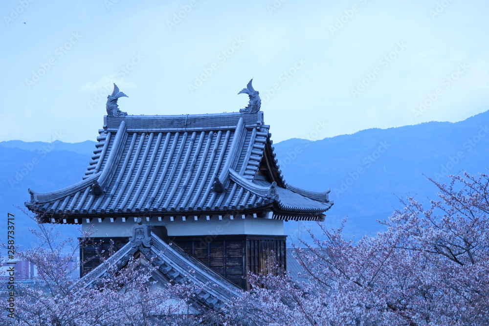 Obraz premium Japanese national flower cherry blossom