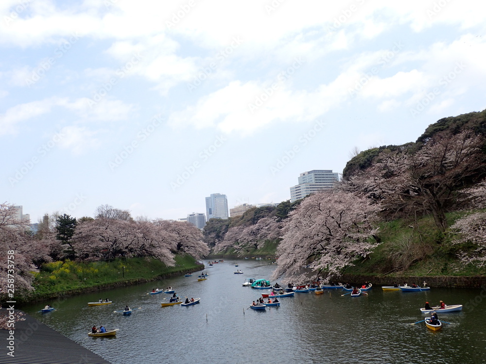 皇居のお堀の花見 皇居のお堀の花見