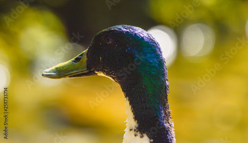 Duck The Marquis
