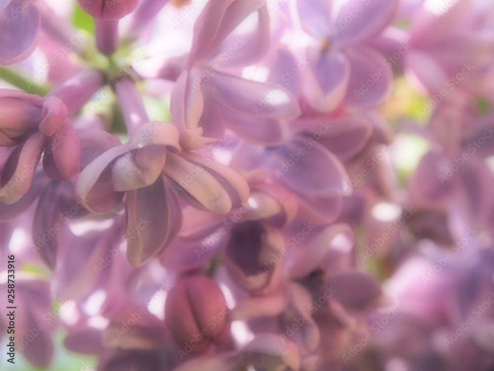 close-up of pale purple lilac flower in the spring