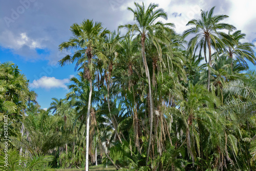 Botanischer Garten  Cienfuegos  Kuba