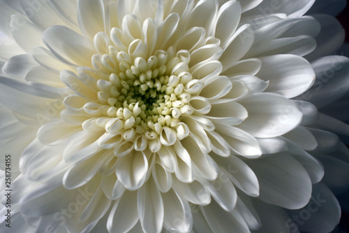 white nice flower dahlia garden in summer macro