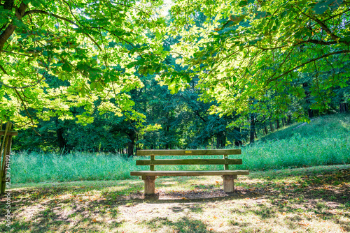 Fototapeta Naklejka Na Ścianę i Meble -  Old wood bench in the garden