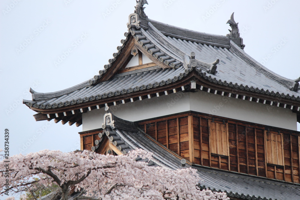 Japanese national flower cherry blossom