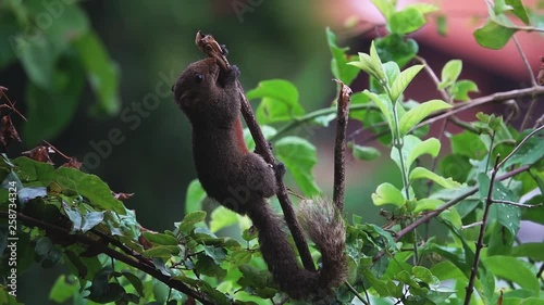 Common Treeshrew or Southern Treeshrew (Tupaia glis) Eating Berries on Tree Branch photo