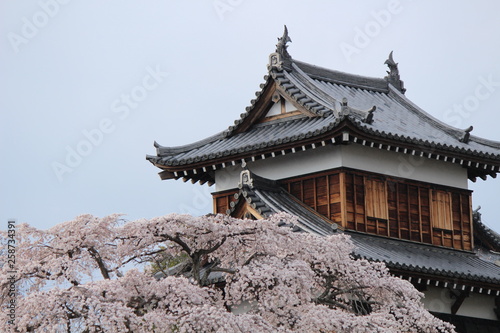 Japanese national flower cherry blossom