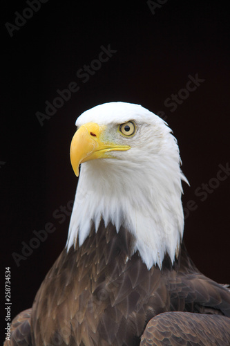 American bald eagle close up 