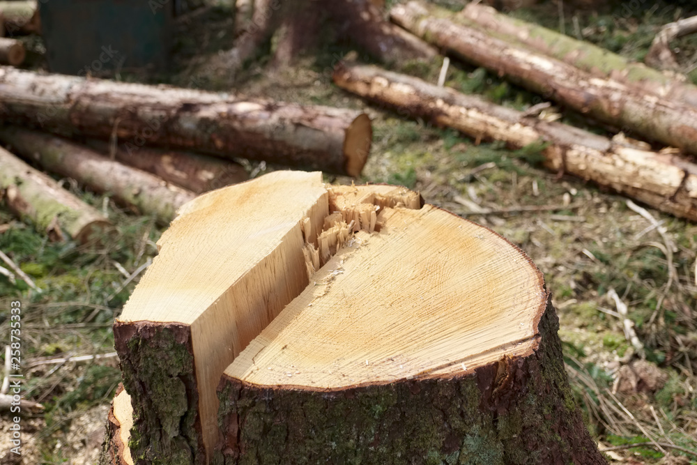 Close of tree trunk of cut down trees at felling forest Close of tree trunk of cut down trees at felling forest