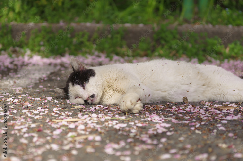Fototapeta premium 桜と猫