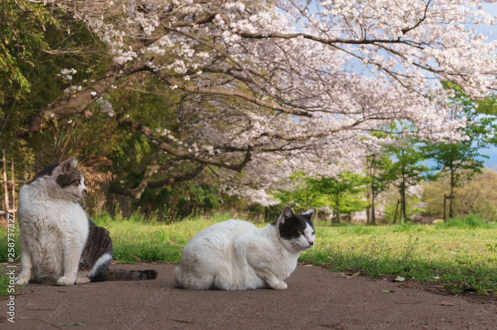 桜と猫 桜と猫