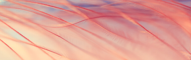 Papier peint photo Photographie macro Plume corail abstraite sur fond bleu  © Yulia