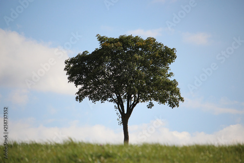 Lonely Tree