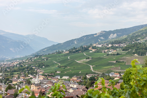 green summer vineyard landscape beautiful nature of Switzerland