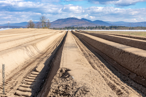 Anbaufläche für Gemüsesparkel mit Berglandschaft im Hintergrund photo